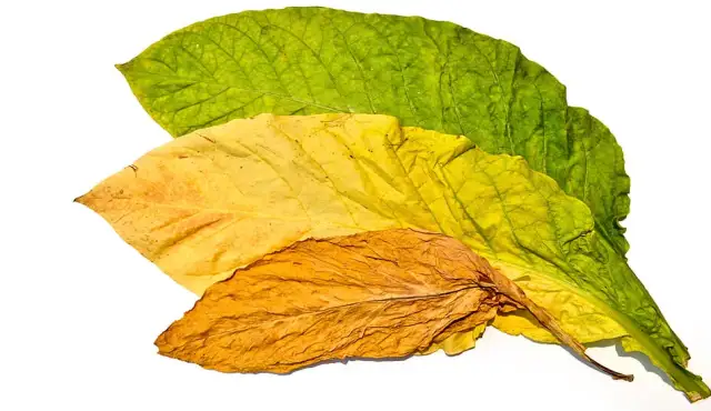 Tobacco