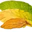 Tobacco